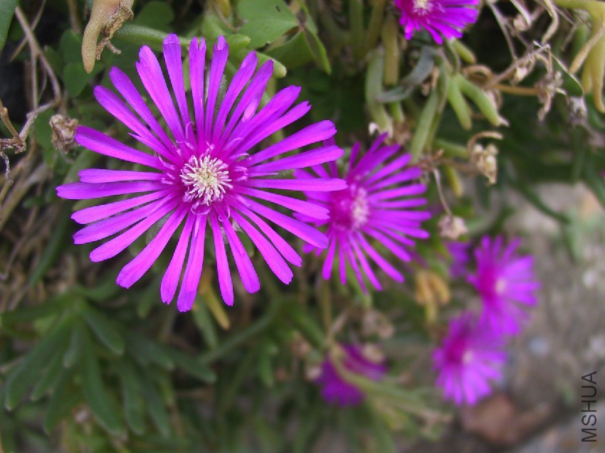 Lampranthus_spectabilis.jpg