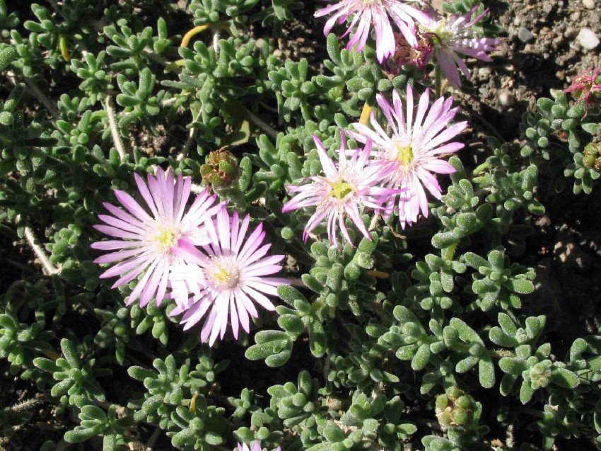 Lampranthus_spectabilis_flowers_photo_file_286_KB.jpg