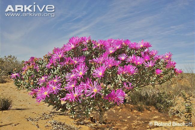 Lampranthus-immelmaniae-in-flower.jpg
