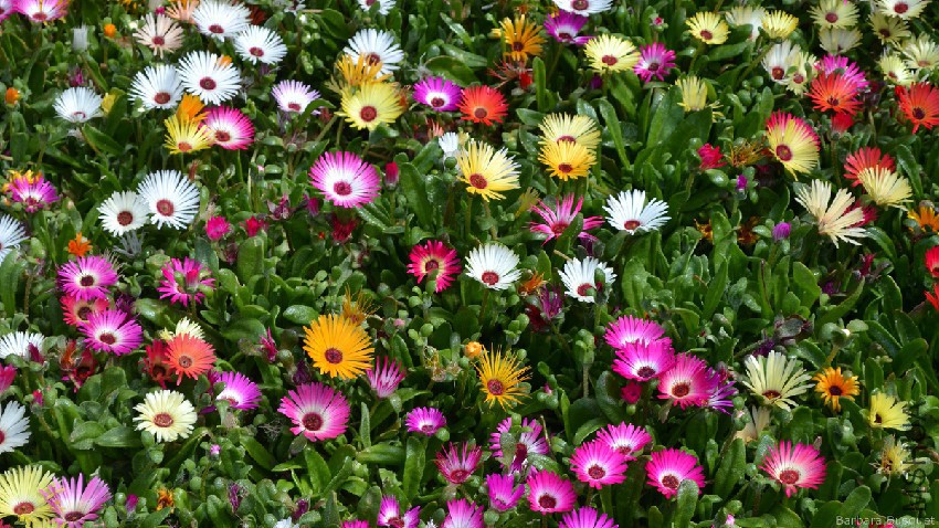 small-flowers-yellow-pink-red-and-white.jpg