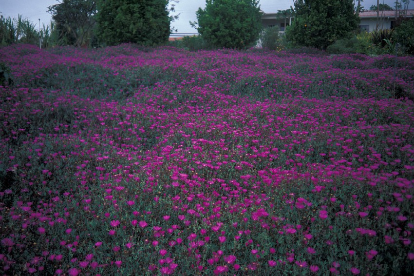 Starr_980602-4412_Lampranthus_roseus.jpg