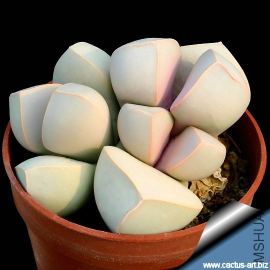 Lapidaria_margaretae_540.jpg