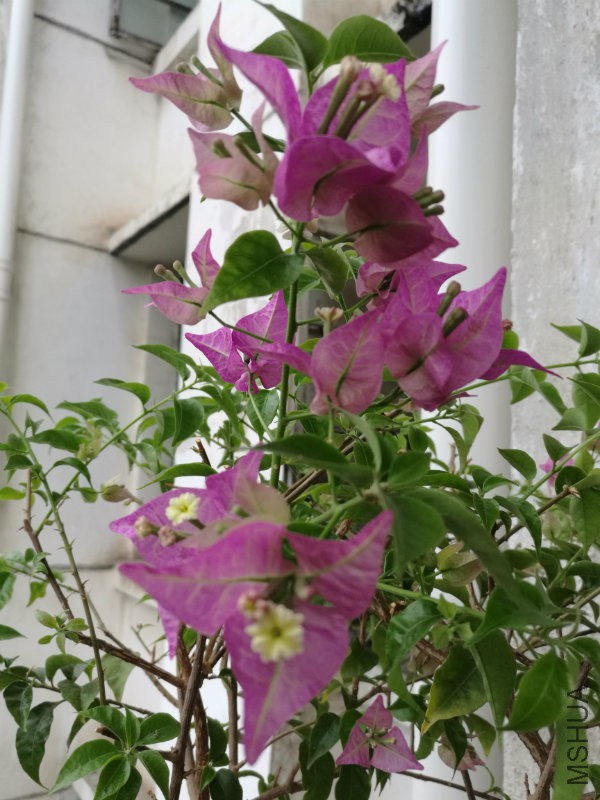 IMG_20161013_084715.jpg
