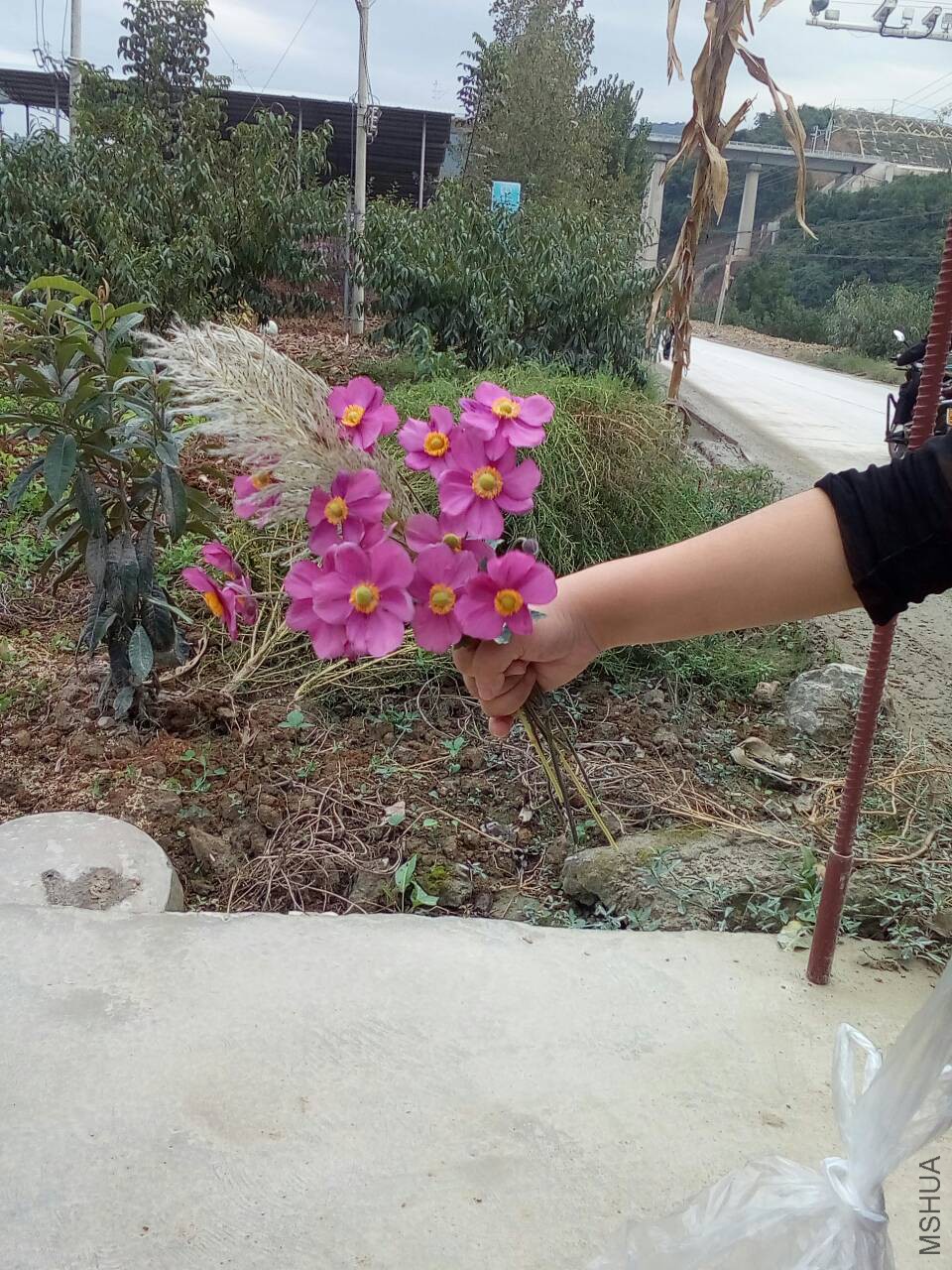 090420lnnzsxtdsnanzzsy.jpg