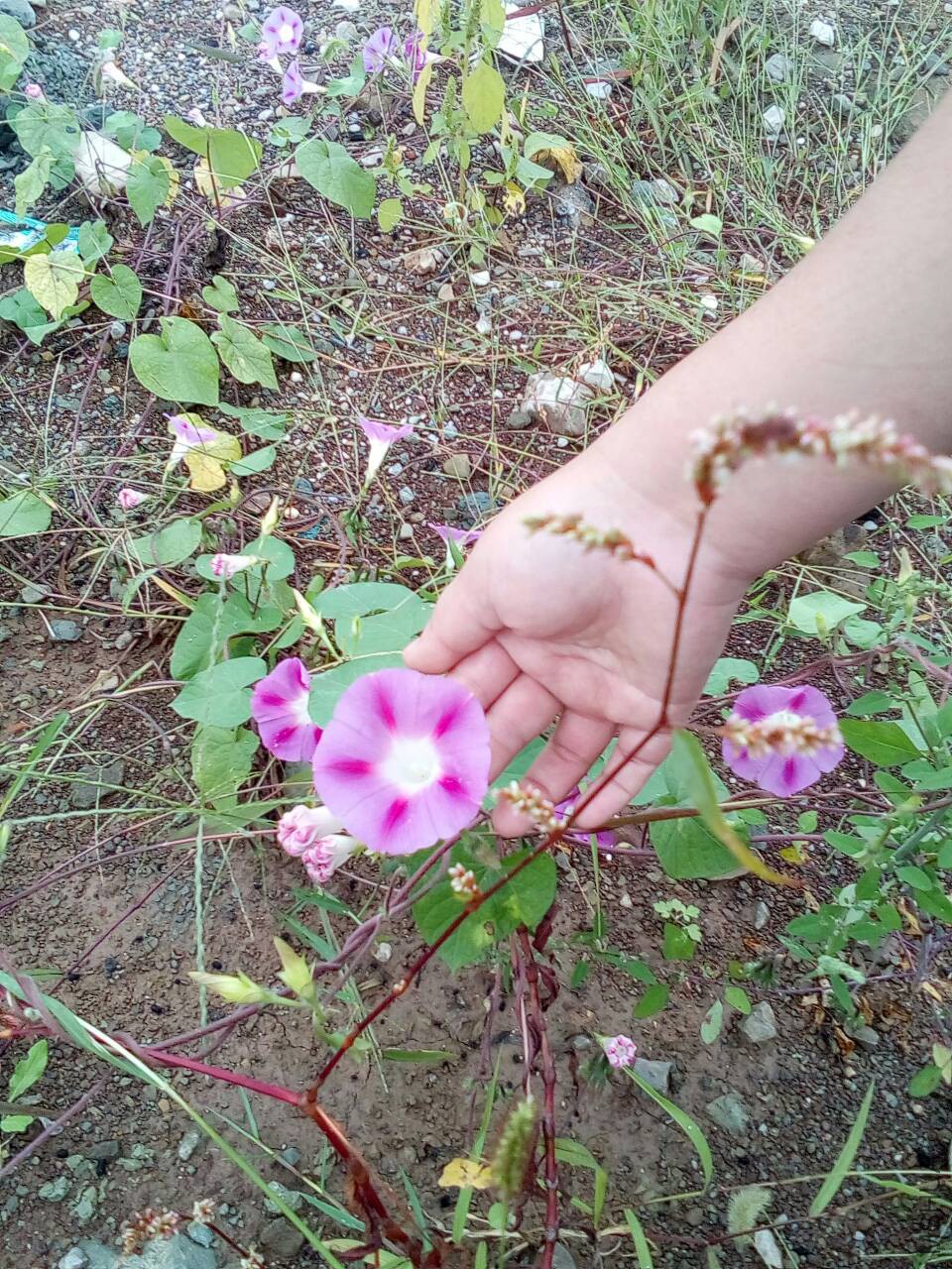 091100p2e0br9brzj330p9.jpg