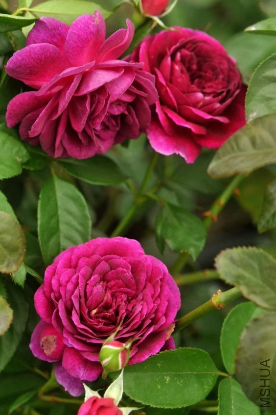 psb (1).jpg