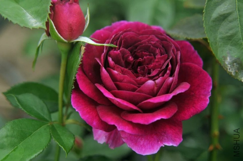 psb (10).jpg
