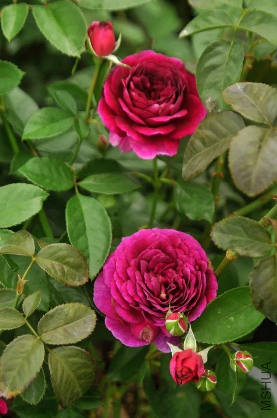 psb (14).jpg