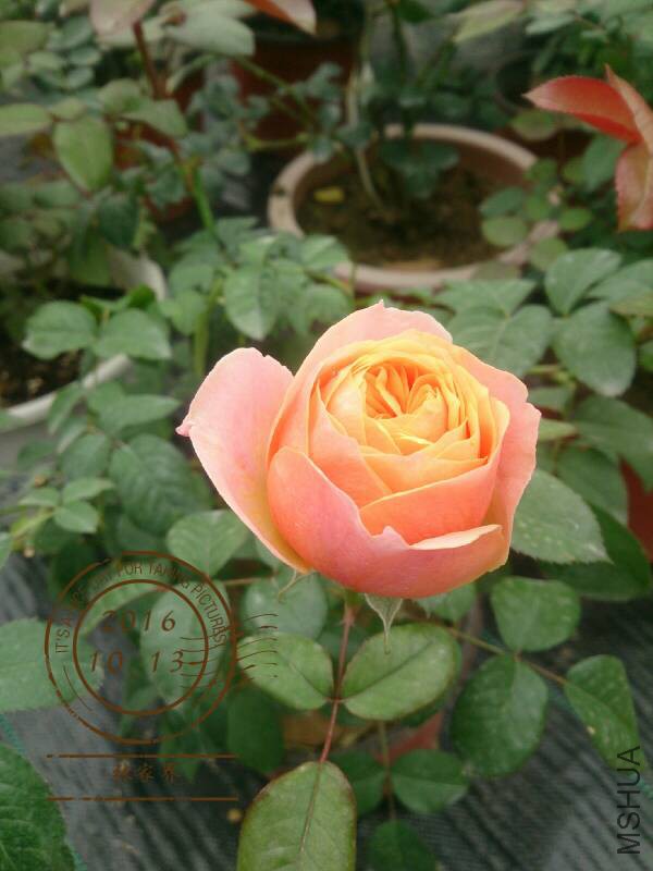 130528fpy56d2vrc8wd1cr.jpg