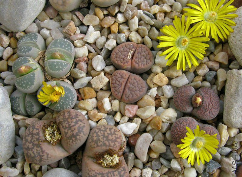 Lithops.jpg