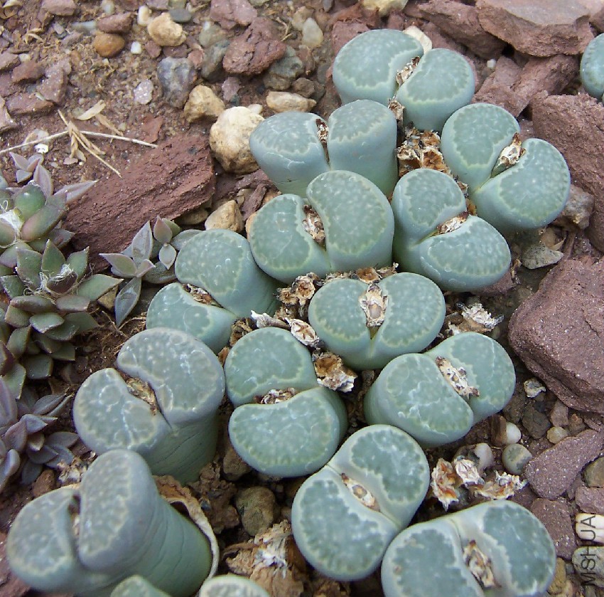 Lithops_salicola.jpg
