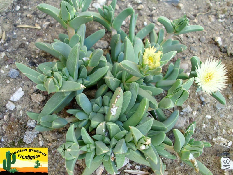 Machairophyllum acuminatum.jpg