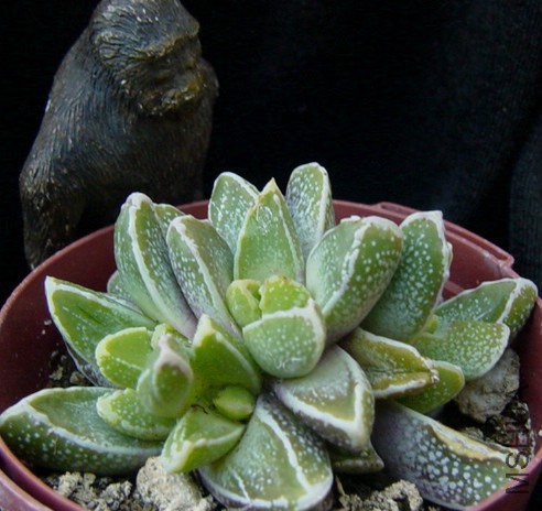Machairophyllum_Latifolium8.jpg