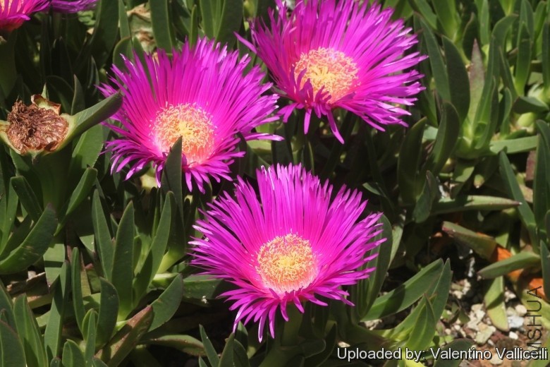 Mesembryanthemum_acinaciforme_17965_l.jpg