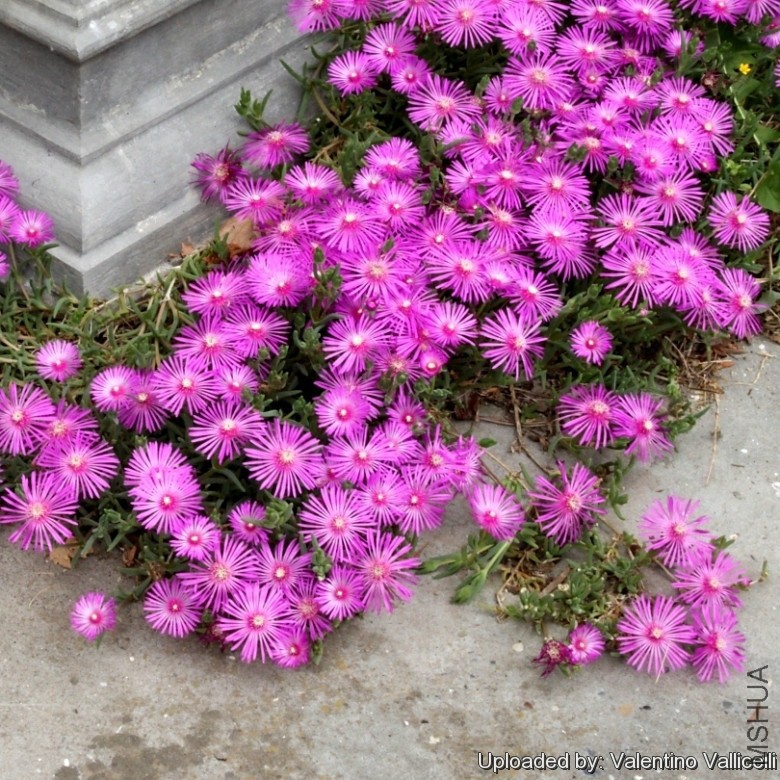 Mesembryanthemum_cooperi_14558_l.jpg
