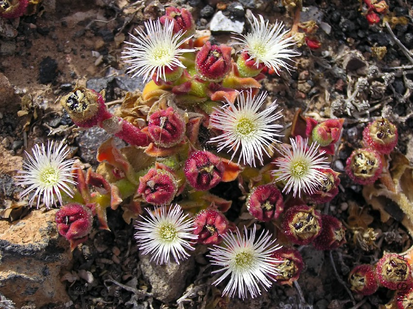 Unk_desert_flower_2.jpg