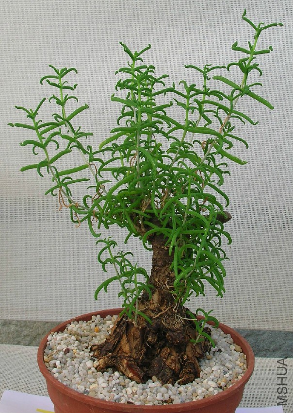 mestoklema-arboriforme-.jpg