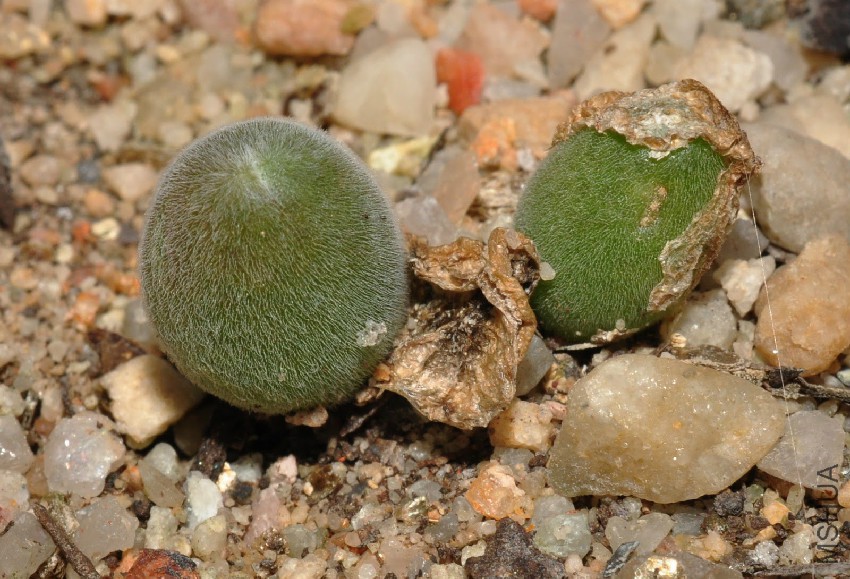 Muiria hortenseae.JPG