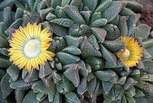 NANANTHUS vittatus 2.jpg