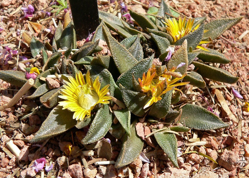 Nananthus_transvaalensis_1.jpg