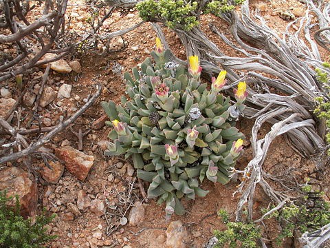 480px-Faucaria-PICT2600.jpg