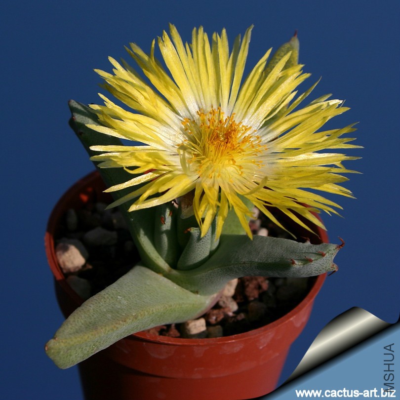 Odontophoru_protoparcoides_EVJ631B_flower_810.jpg