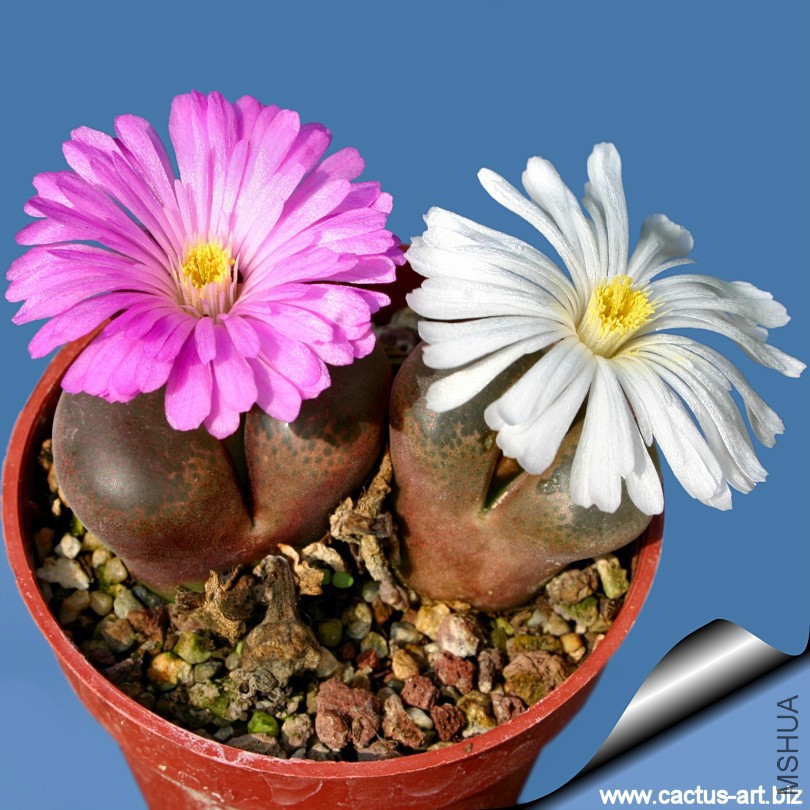 Ophthalmophyllum_friedrichiae_02_810.jpg