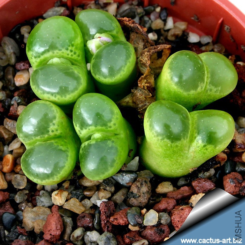 Ophthalmophyllum_limpidum_top_810.jpg
