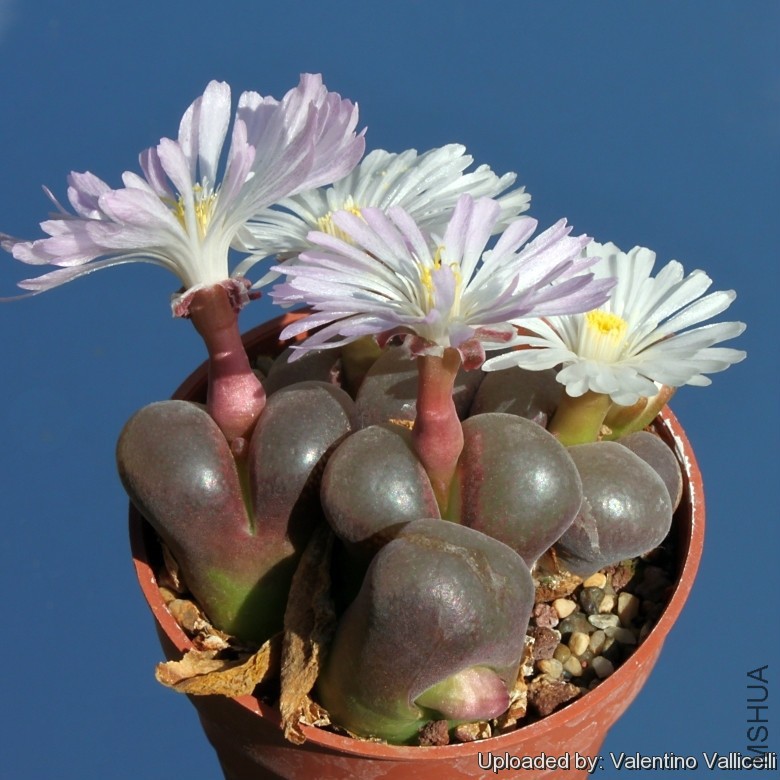 Ophthalmophyllum_triebneri_10654_l.jpg