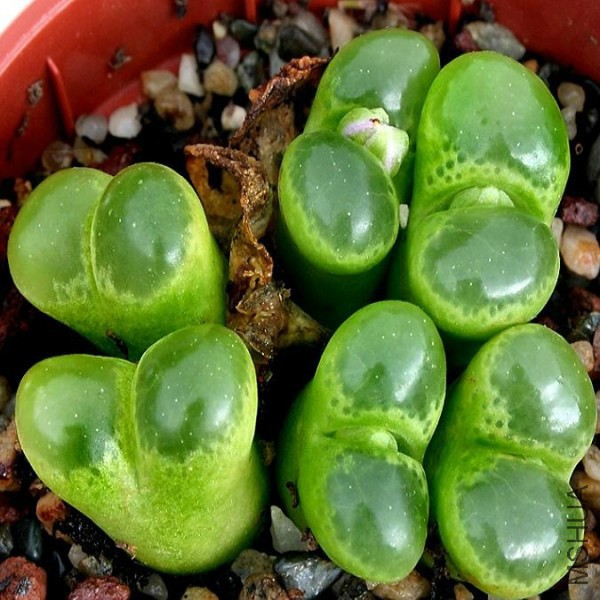 ophthalmophyllum-limpidum.jpg