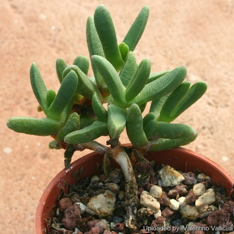 Peersia_macradenia_11224_l.jpg