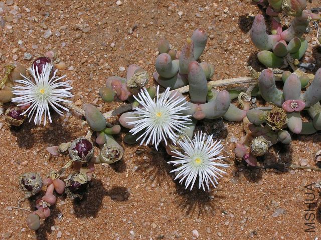 cf_ Phyllobolus sp.jpg