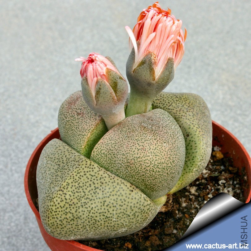 Pleiospilos_nellii_buds_810.jpg