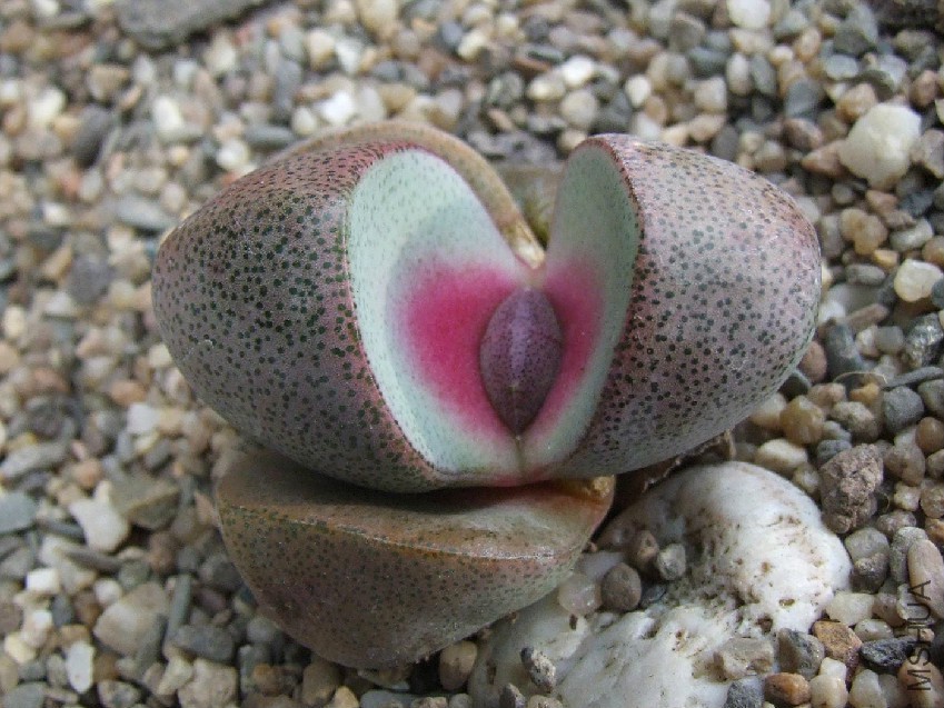 Pleiospilosneliifa_rubra2-vi.jpg