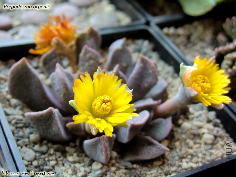 Prepodesma orpenii_003.jpg