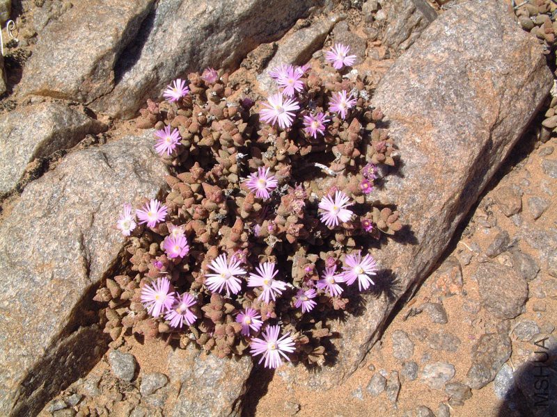 Psammophora_modesta_pink.jpg