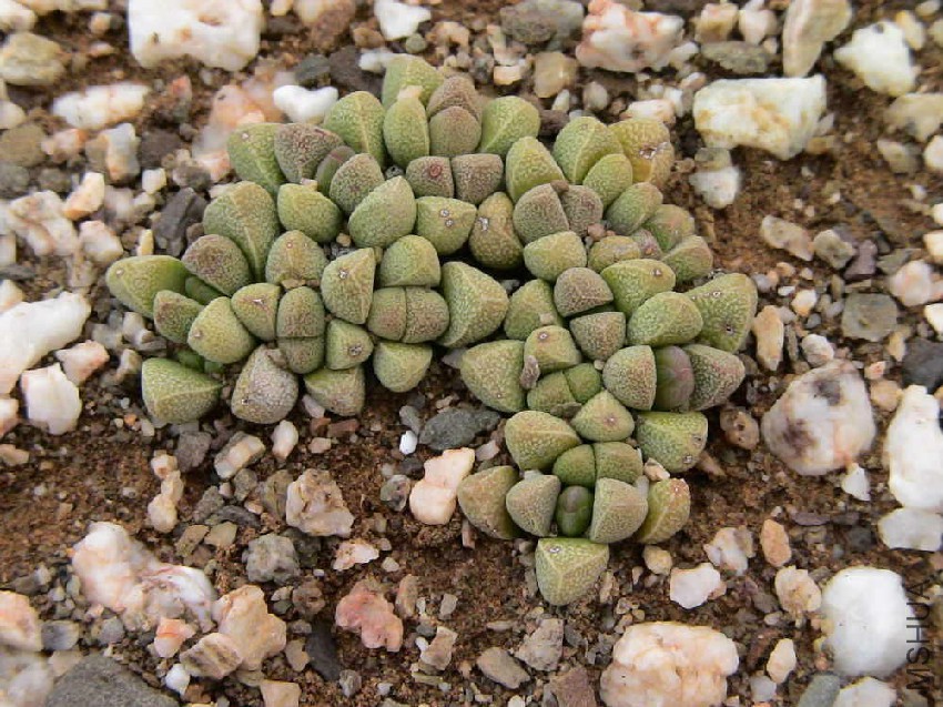 rhinephyllum-muirii.jpg