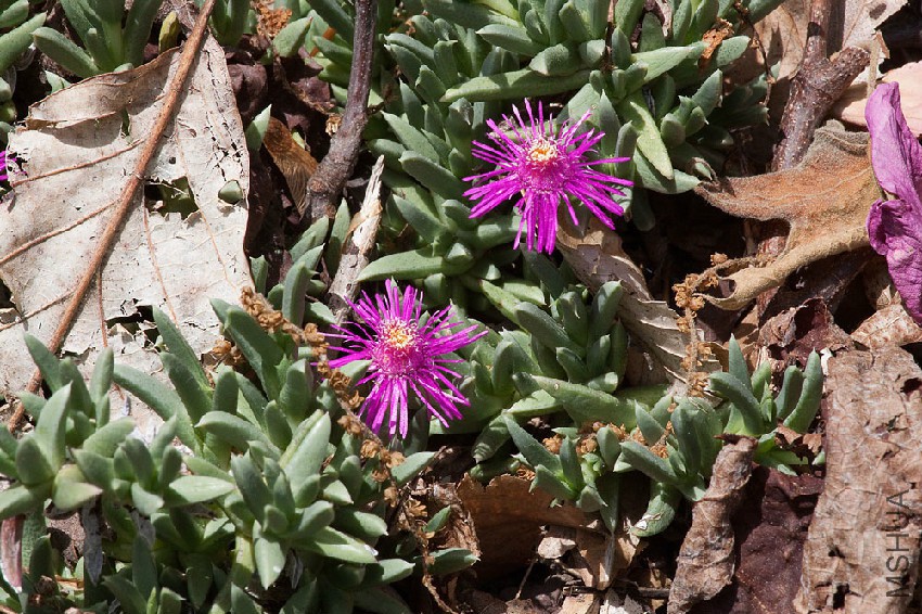 Ruschia pulvinaris 20100003.jpg
