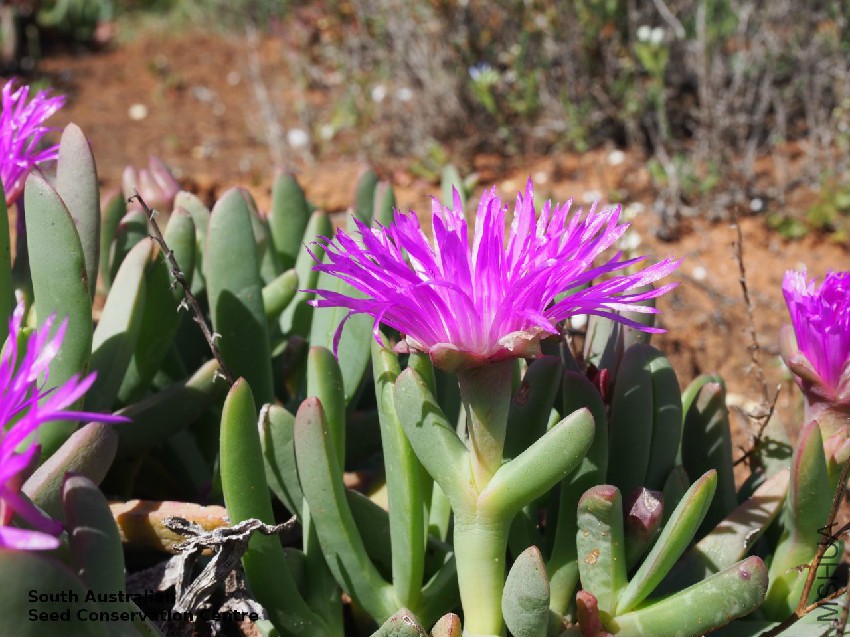 Sarcozona praecox flower Calperum Station.jpg