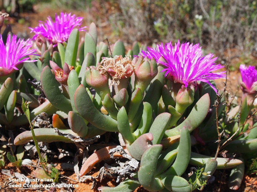 Sarcozona praecox plant habit Calperum Station 1.jpg