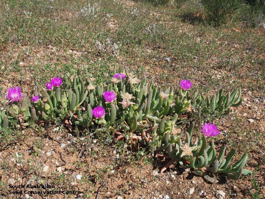 Sarcozona praecox plant habit Calperum Station.jpg