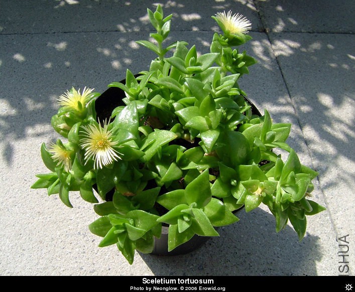 sceletium_tortuosum.jpg