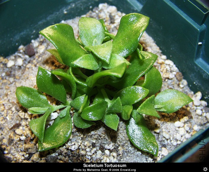 sceletium_tortuosum__i2001e0058_disp.jpg