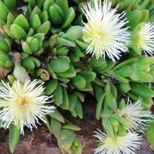 sceletium-tortuosum.jpg