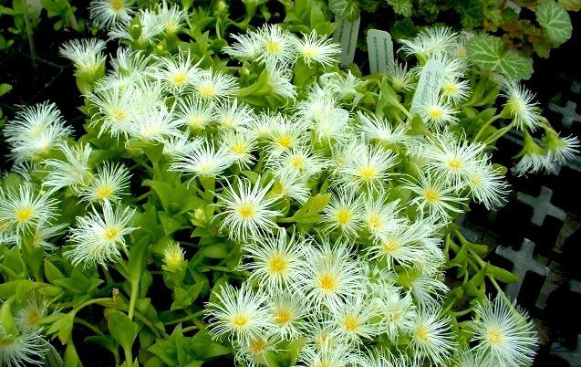 sceletium-tortuosum-kanna_1.jpg