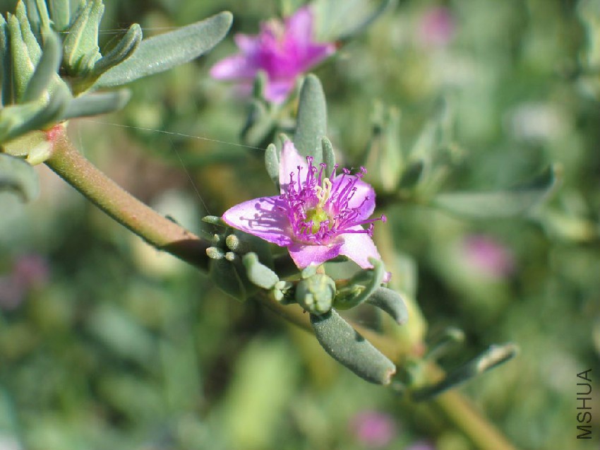 Aiz_Sesuvium_portulacastrum(2).jpg