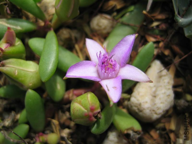 Sesuvium portulacastrum flower 319.jpg