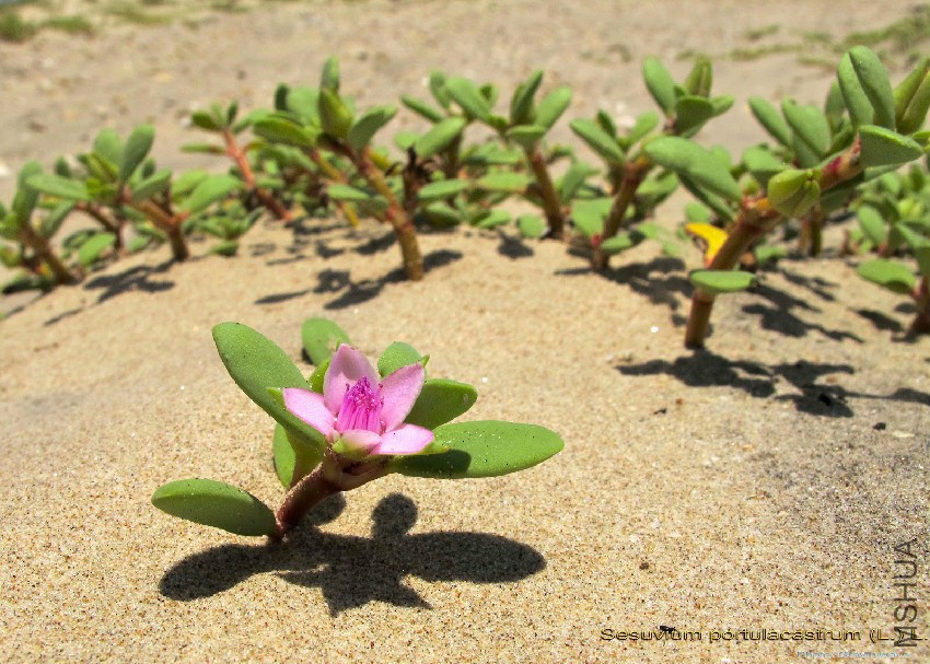 Sesuvium-portulacastrum-sea-purslane-orputu-jadu-palang-vangaredukura.jpg