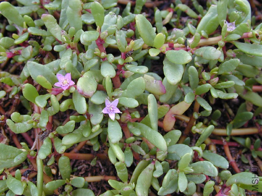 Starr_010206-0247_Sesuvium_portulacastrum.jpg