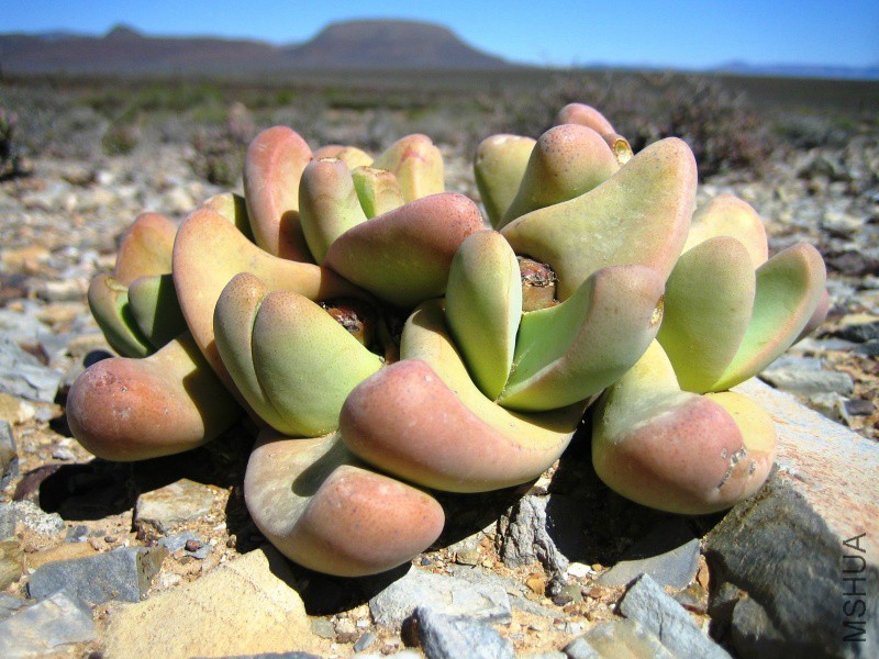 South Africa-24- 120-Tanquana-prismatica.jpg